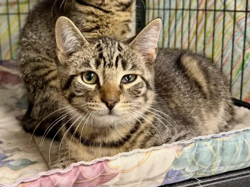 A baby large-sized male Tabby cat named Guido for adoption in Ringwood, NJ