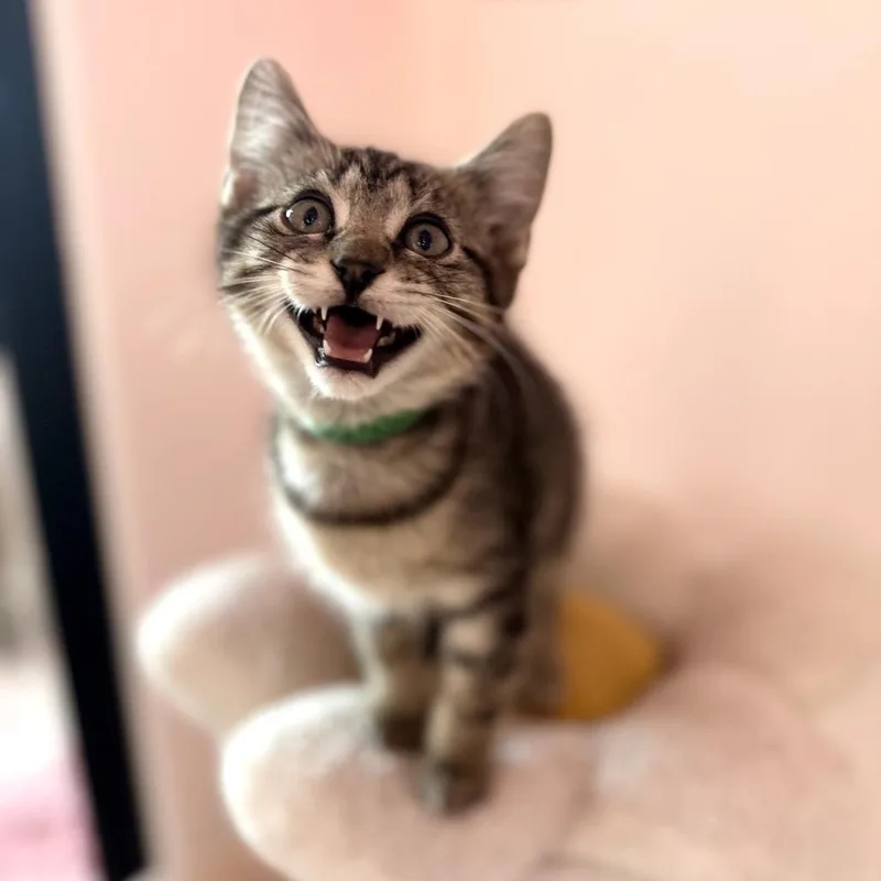 A baby small-sized male Brown / Chocolate Domestic Short Hair cat named Sammy for adoption in Forest Park, IL
