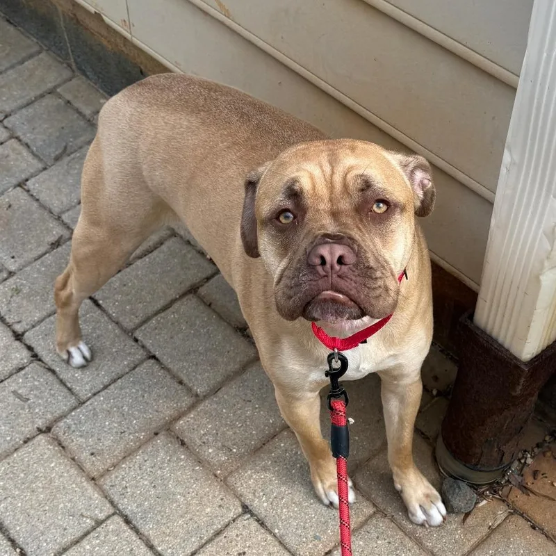 Brooklyn thumbnail 3