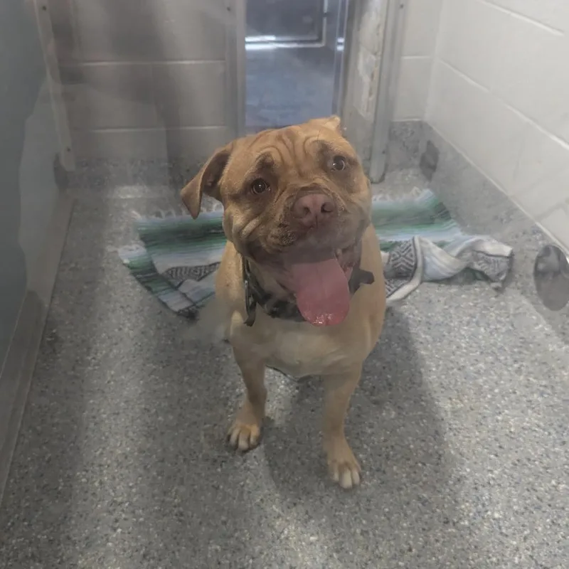 Brooklyn thumbnail 4