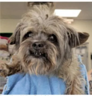 An adult small-sized male Terrier dog named Talivar In Tx for adoption in Cranston, RI