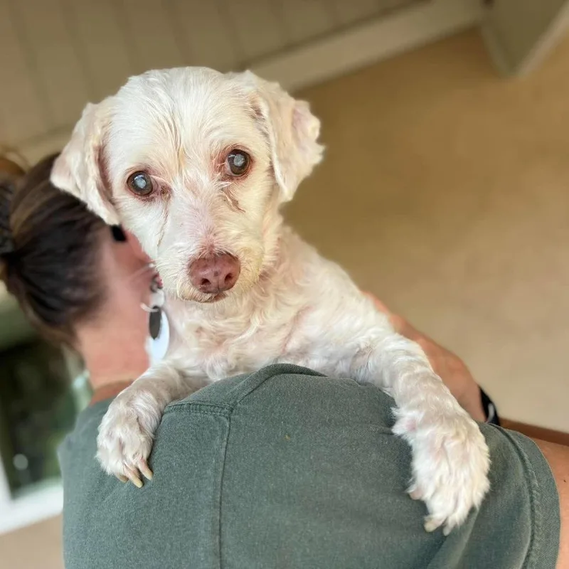 A senior small-sized male Miniature Poodle dog named Stevie Wonder for adoption in Ramona, CA