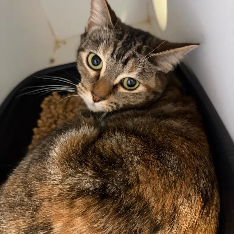 An adult medium-sized female Buff / Tan / Fawn Domestic Short Hair cat named Meowmeows for adoption in Lake Jackson, TX