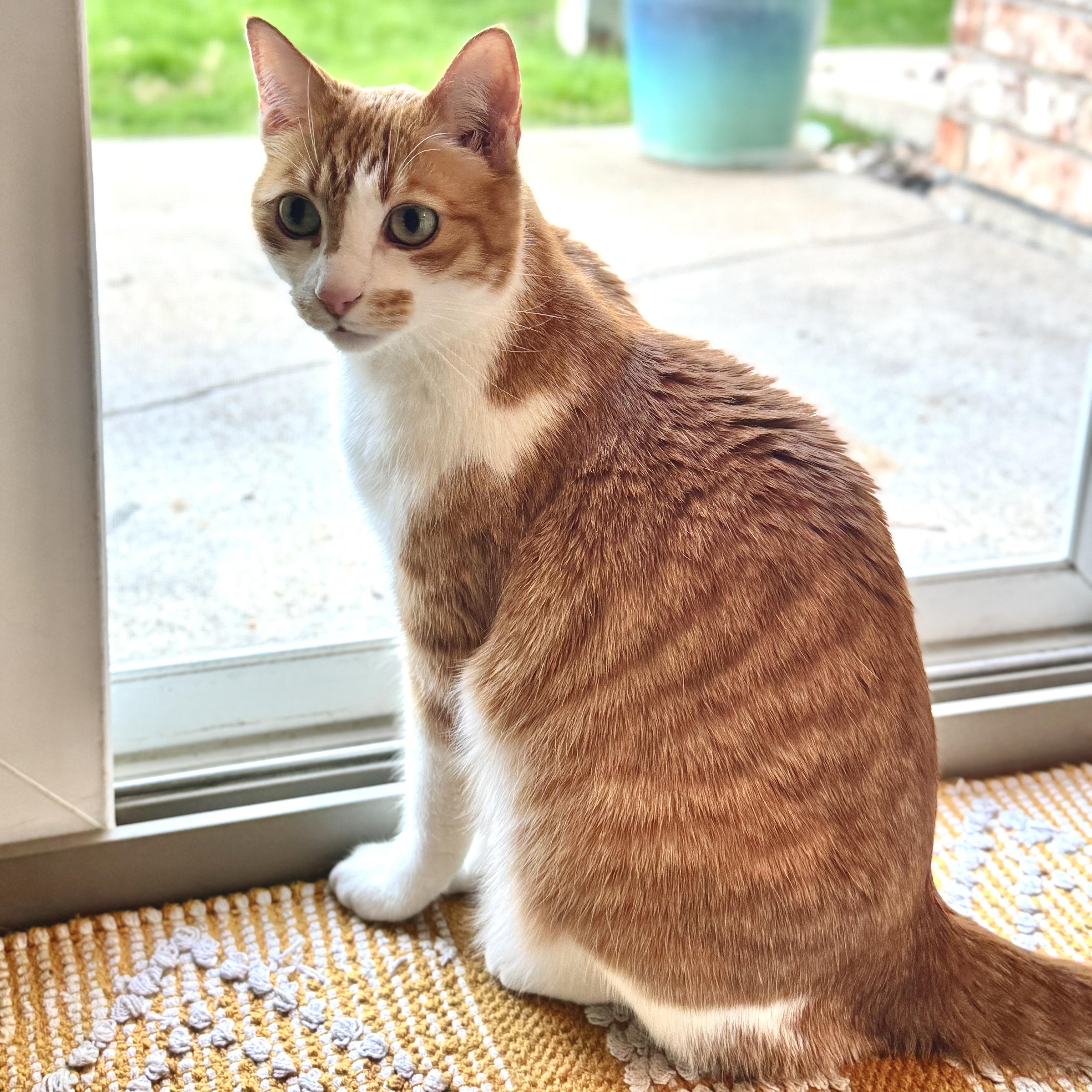 A senior medium-sized male Tabby (Orange / Red) Domestic Short Hair cat named Jojo Doyle for adoption in Morrison, CO