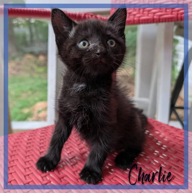 A baby medium-sized male Black Domestic Short Hair cat named Charlie Bear for adoption in Great Mills, MD