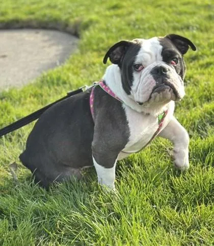 A young medium-sized female White / Cream English Bulldog dog named Gloria Gaynor for adoption in Bonney Lake, WA