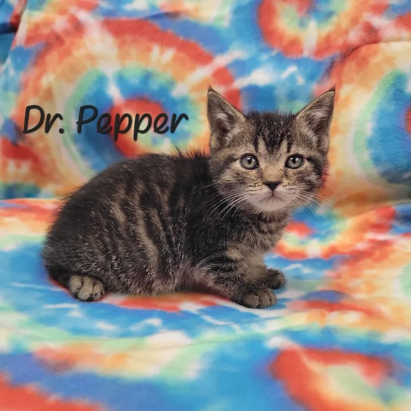 A baby small-sized male Brown / Chocolate Domestic Short Hair cat named Dr. Pepper for adoption in Parkersburg, WV