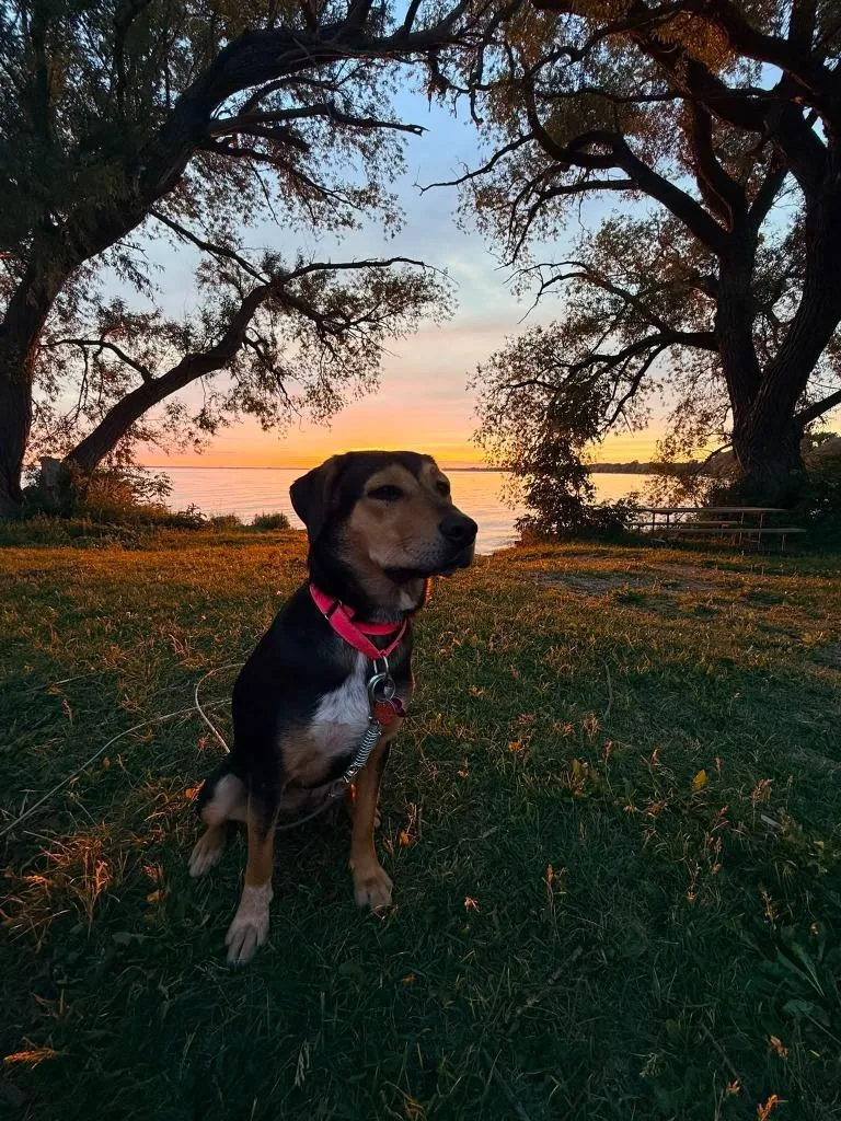 A young medium-sized female Mixed Breed dog named Hershey Kiss for adoption in Fond Du Lac, WI