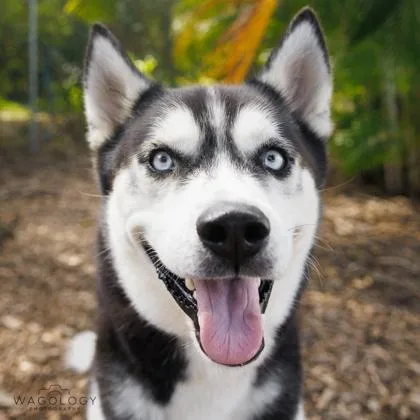 An adult large-sized male Siberian Husky dog named Comet for adoption in Largo, FL