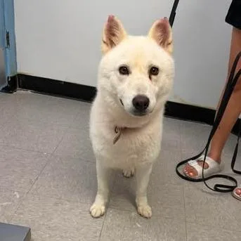 An adult medium-sized female White / Cream Husky dog named Paloma for adoption in Bastrop, TX