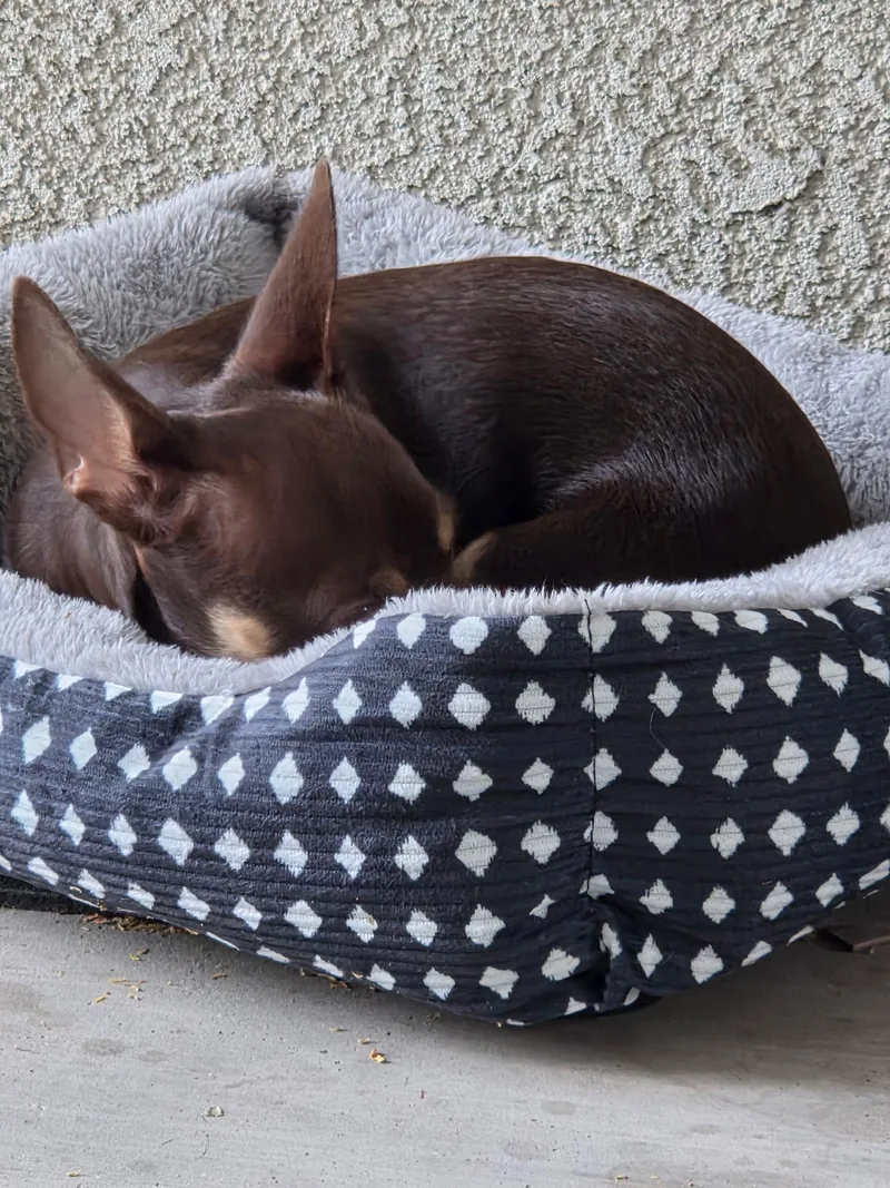 A young small-sized male Brown / Chocolate Miniature Pinscher dog named Nick for adoption in Fresno, CA