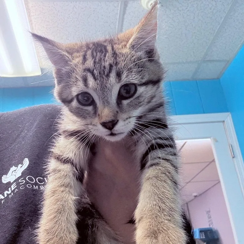 A baby small-sized male Domestic Short Hair cat named Arlo for adoption in Utica, MI