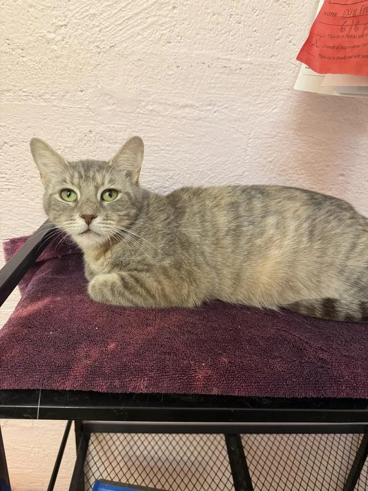 An adult medium-sized female Gray / Blue / Silver Domestic Short Hair cat named Stamp for adoption in West Mifflin, PA