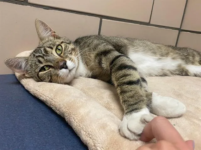 A young medium-sized male Domestic Short Hair cat named Goobs for adoption in Fort Wayne, IN