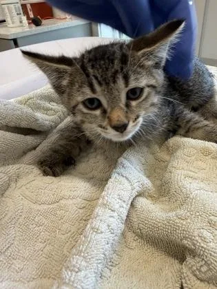 A young small-sized male Domestic Short Hair cat named Spock for adoption in Lafayette, IN