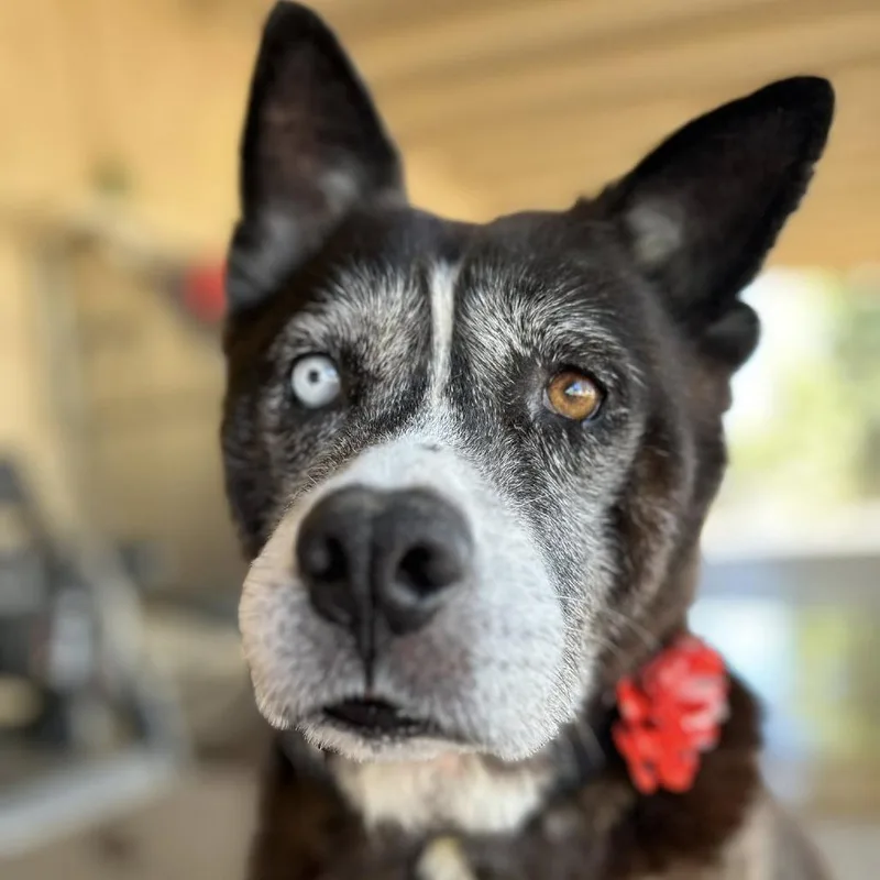 Osa O'shea thumbnail 2