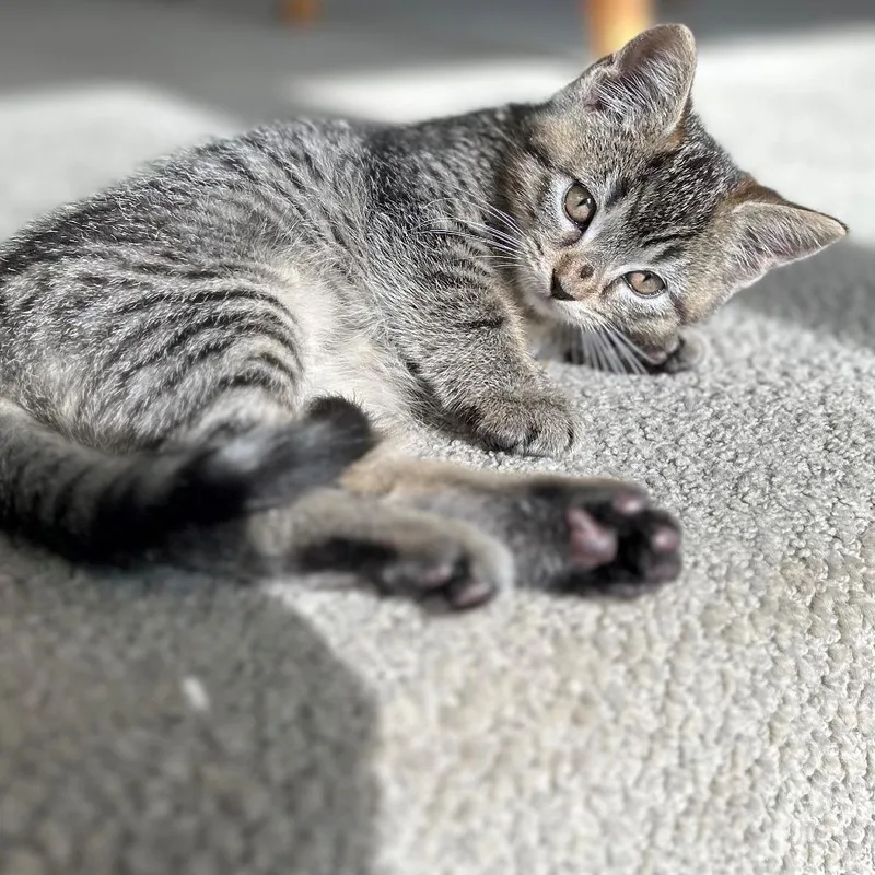 A baby small-sized male Brown / Chocolate Domestic Short Hair cat named Avery for adoption in Hopkinton, MA