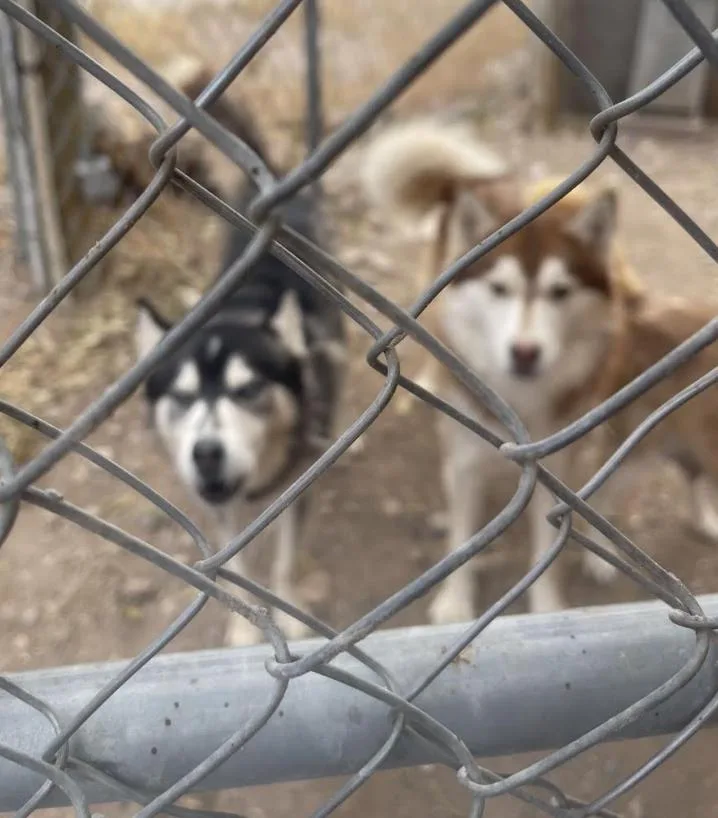 Blueboy  Redboy  thumbnail 2