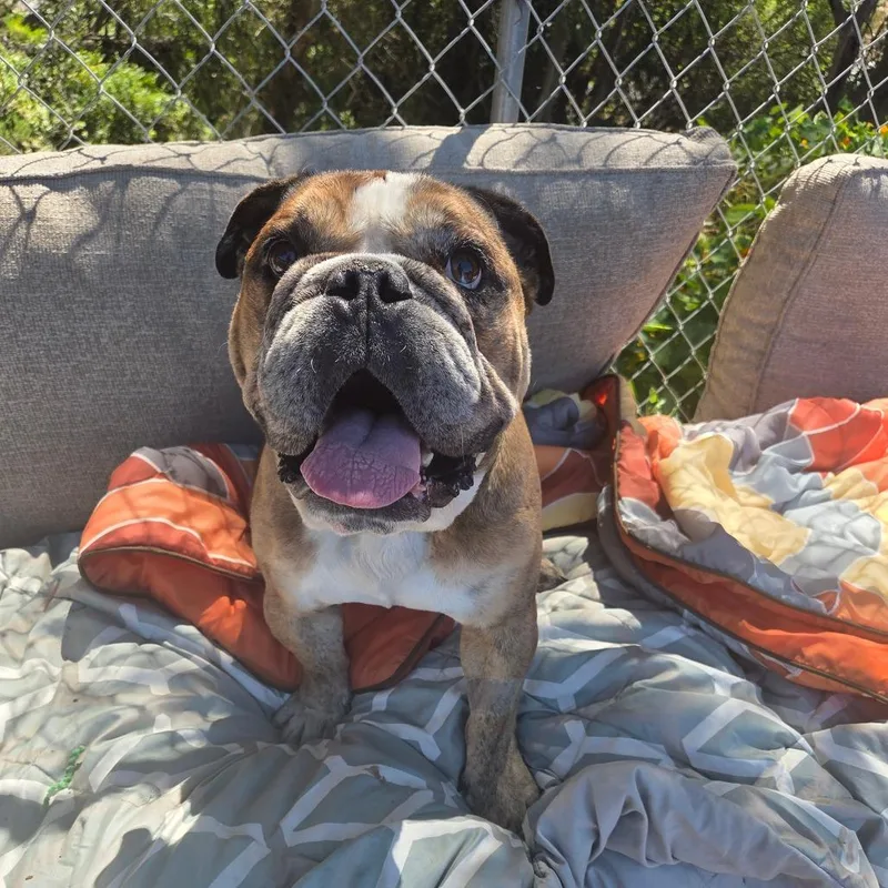 An adult medium-sized male English Bulldog dog named Meataballa for adoption in San Pablo, CA
