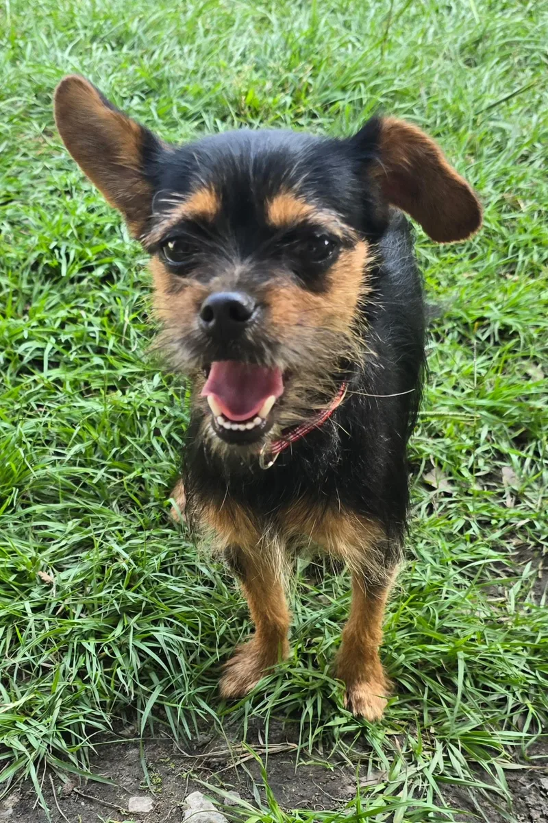 A young small-sized female Yorkshire Terrier dog named Suzie for adoption in Walker, LA