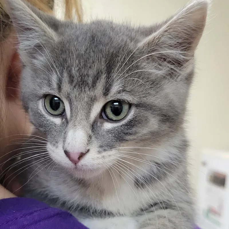 A baby medium-sized male Gray & White Tabby cat named Turbo for adoption in Mazon, IL