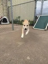 A young medium-sized male Apricot / Beige Shepherd dog named Bobo for adoption in Dodgeville, WI