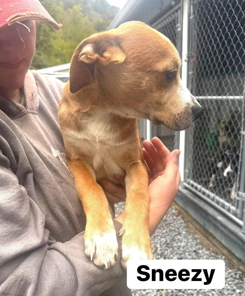 A baby medium-sized male Hound dog named Sneezy for adoption in Hinton, WV