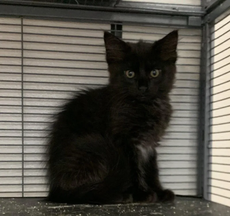 A baby medium-sized male Black Domestic Medium Hair cat named Cobra for adoption in Sanford, FL