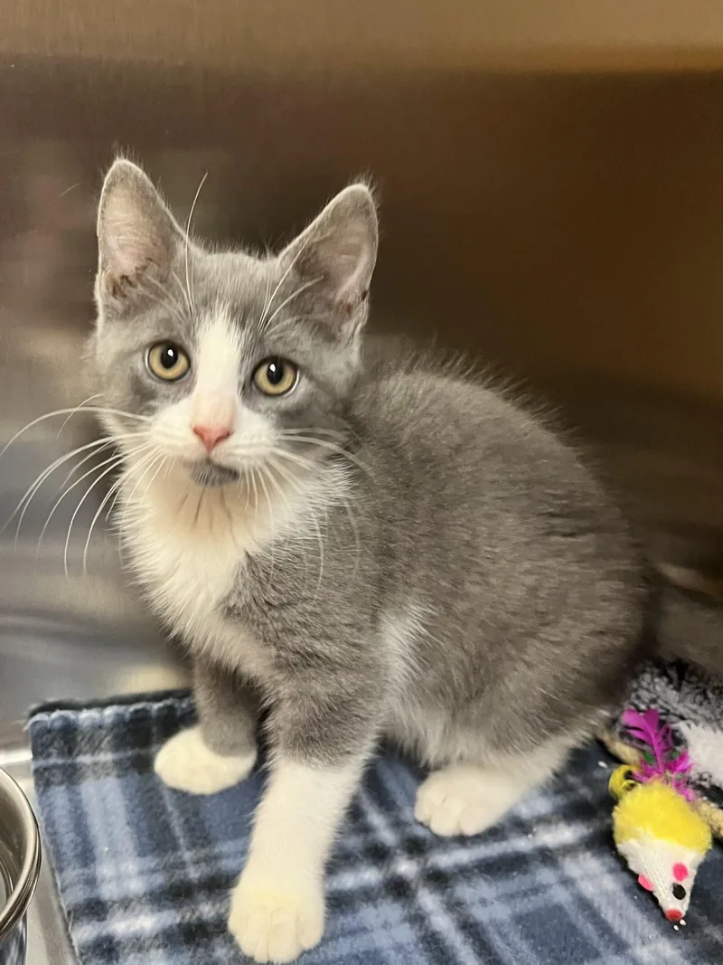 A baby small-sized male Domestic Short Hair cat named OMalley for adoption in Seven Valleys, PA