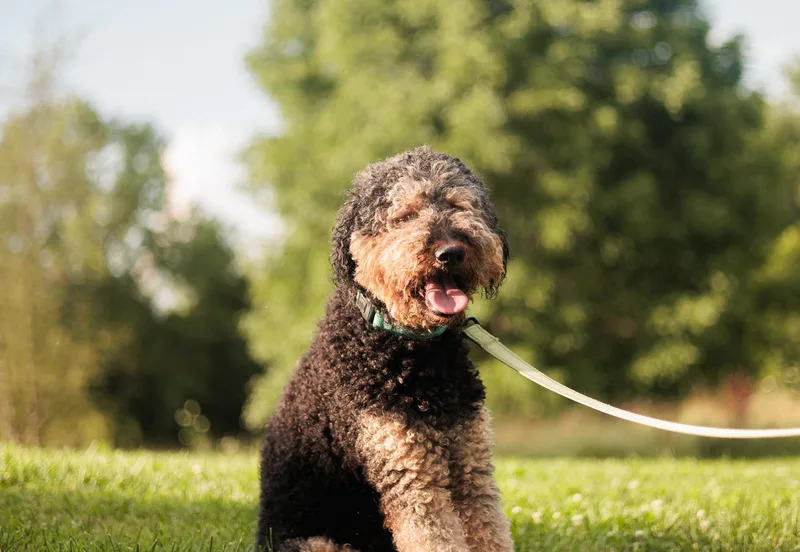 Louie  Transport thumbnail 3