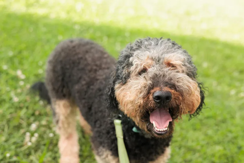 Louie  Transport thumbnail 4