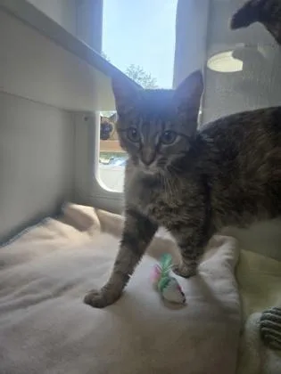 An adult medium-sized female Domestic Short Hair cat named Biscuits for adoption in Savannah, GA