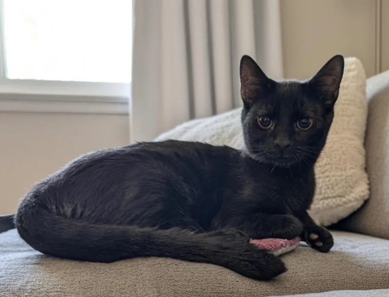 A baby small-sized male Domestic Short Hair cat named Dali for adoption in Fort Myers, FL