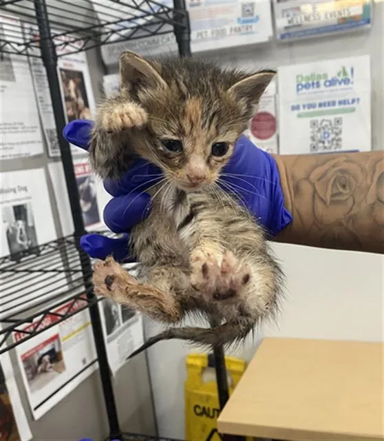 A baby medium-sized female Domestic Short Hair cat named Cinnamon for adoption in Dallas, TX