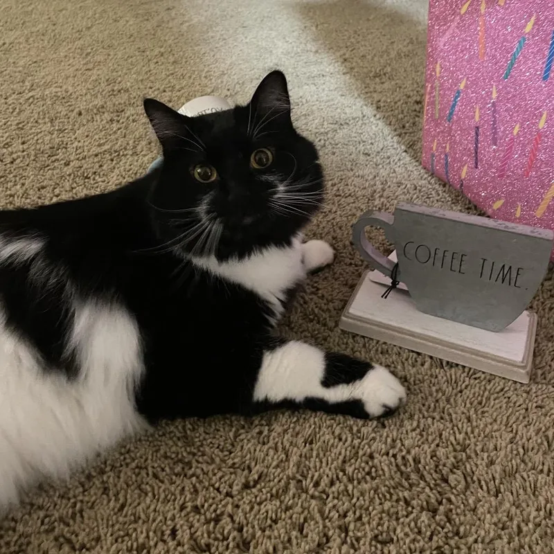 A senior small-sized male Domestic Long Hair cat named Domino for adoption in Rochester, MN