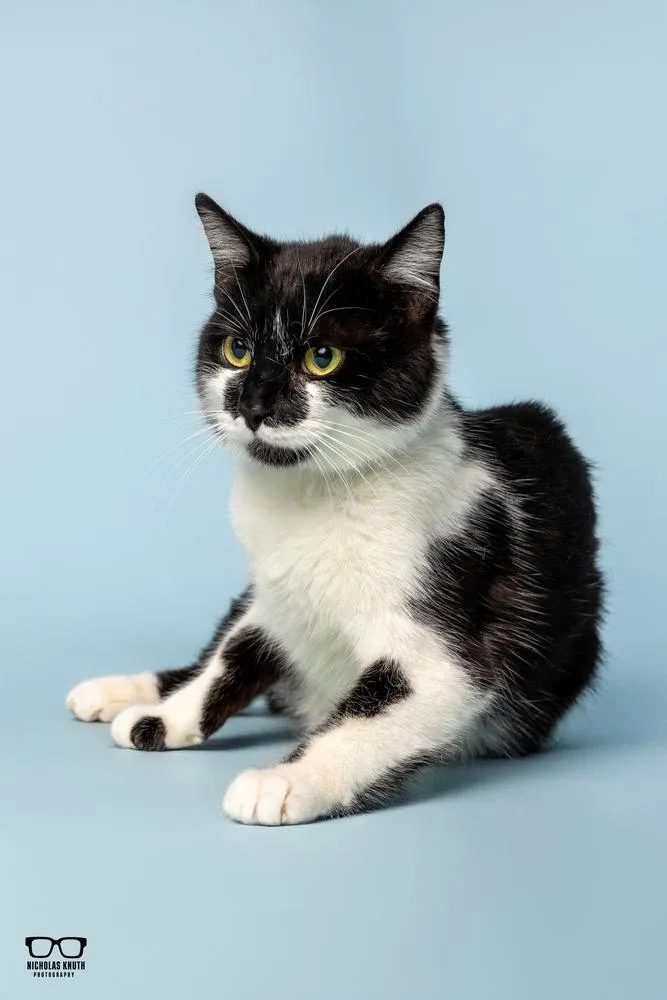 A young small-sized female Black & White / Tuxedo Domestic Short Hair cat named Lisa Marie for adoption in Palatine, IL
