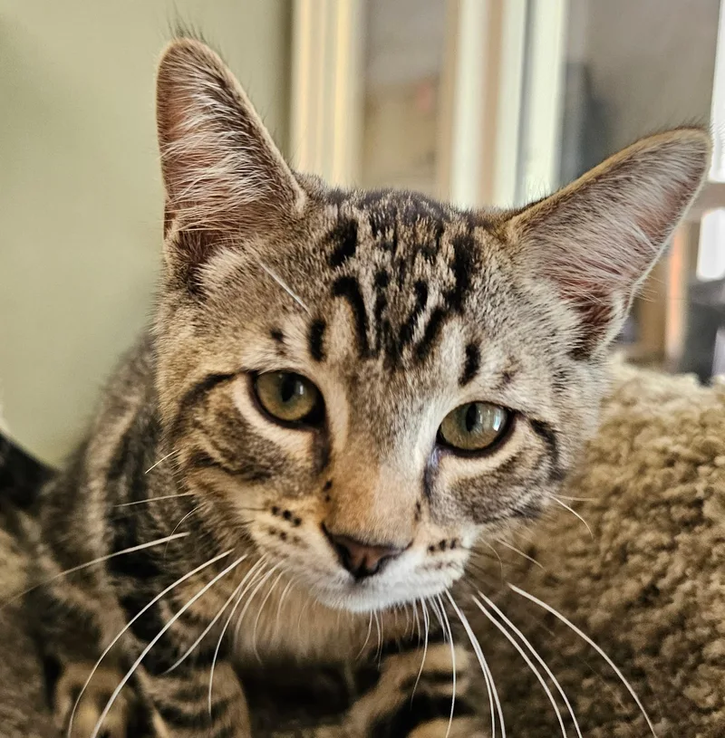 A baby small-sized male Tabby (Brown / Chocolate) Domestic Short Hair cat named Elliot for adoption in Norwalk, CT