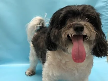 Bailey thumbnail 2
