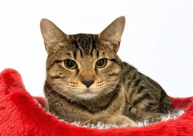 A young medium-sized female Domestic Short Hair cat named Luna for adoption in Fort Lauderdale, FL