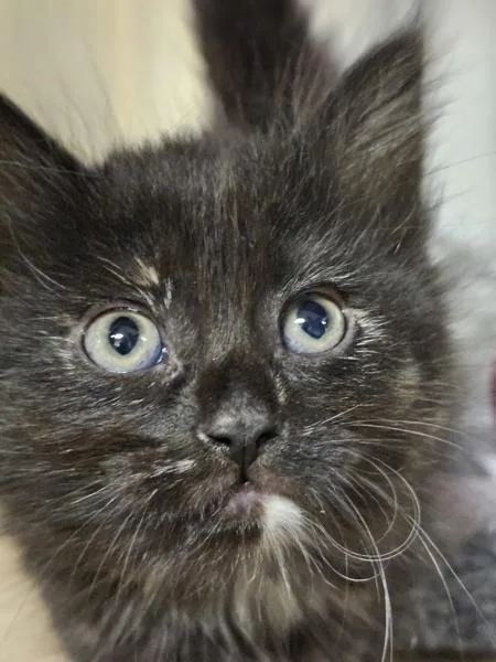 A baby small-sized female Domestic Long Hair cat named Callie for adoption in Kennewick, WA