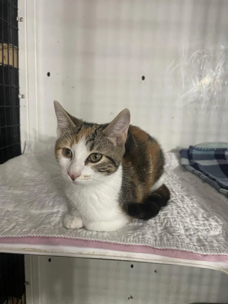 A baby medium-sized female Calico cat named Tinkerbell for adoption in Gun Barrel City, TX