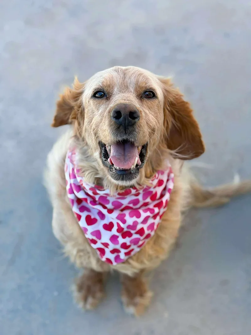 An adult medium-sized female Setter dog named Darla for adoption in Bellingham, WA