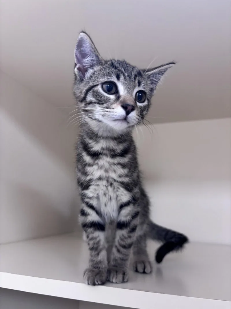 A baby medium-sized male Domestic Short Hair cat named Stormy K for adoption in Lancaster, PA