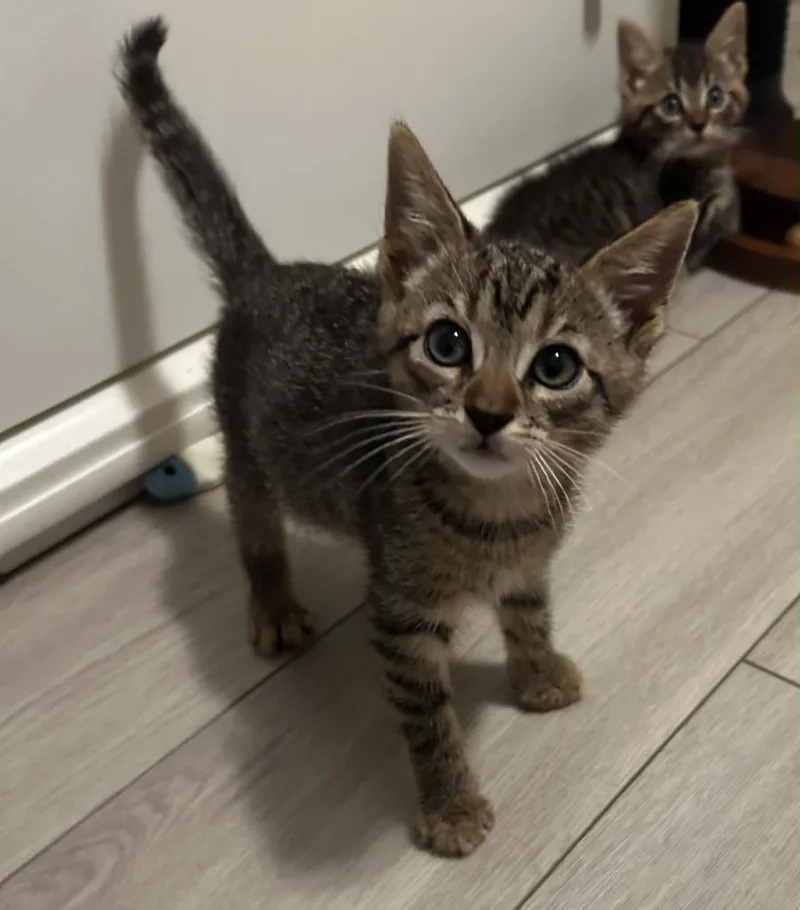 A baby medium-sized male Tabby (Tiger Striped) Domestic Short Hair cat named Stephen for adoption in Wading River, NY