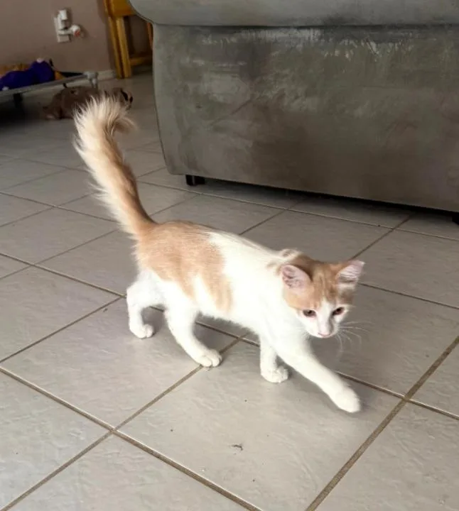 A young medium-sized male Domestic Short Hair cat named Pebbles for adoption in Phoenix, AZ