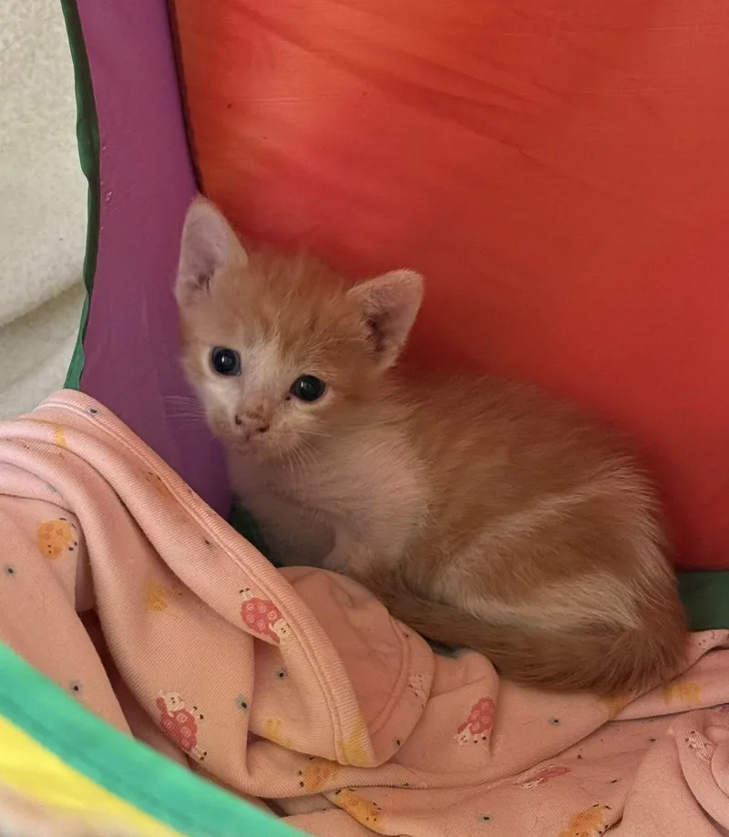 A baby small-sized male Domestic Short Hair cat named Picard for adoption in Glendale, AZ