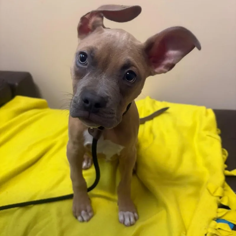 A baby small-sized male Yellow / Tan / Blond / Fawn Boxer dog named Tater Jim for adoption in Chicago, IL