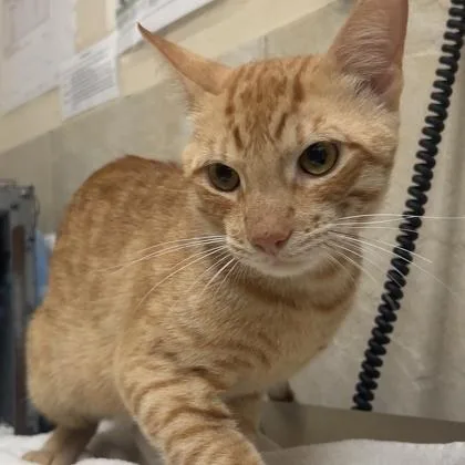 An adult small-sized male Domestic Short Hair cat named Oliver for adoption in Honolulu, HI
