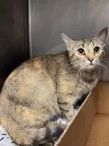 An adult medium-sized female Domestic Short Hair cat named Romy for adoption in Charleston, SC