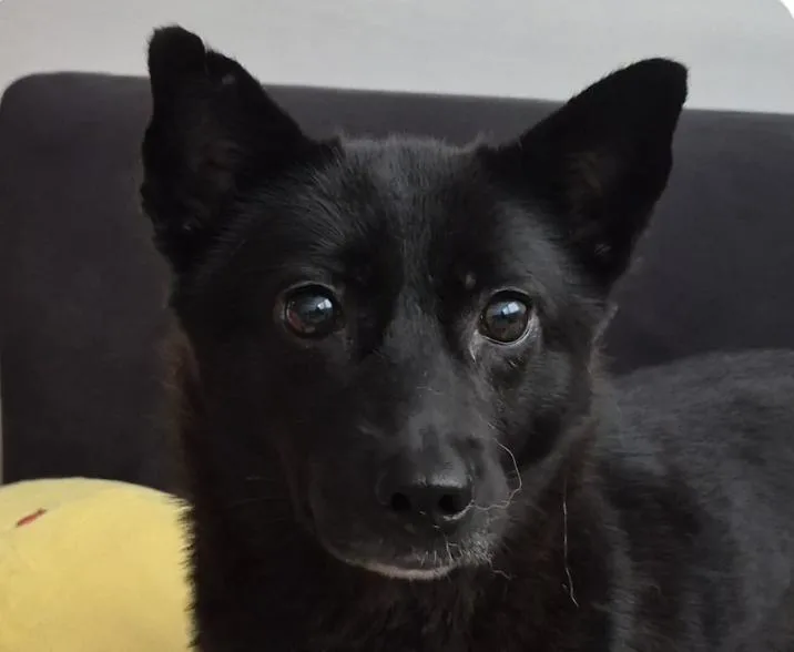 An adult small-sized female Jindo dog named Tori for adoption in San Ramon, CA
